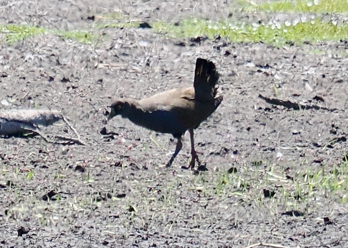 Black-tailed Nativehen - Ken Glasson