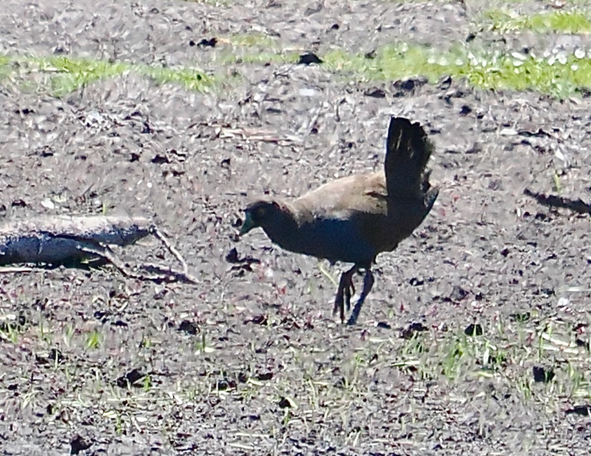 Black-tailed Nativehen - Ken Glasson