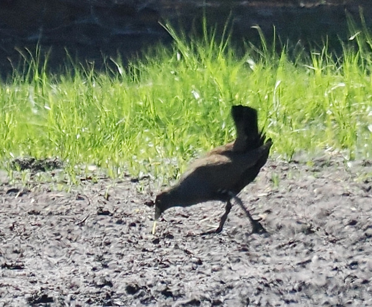 Black-tailed Nativehen - Ken Glasson