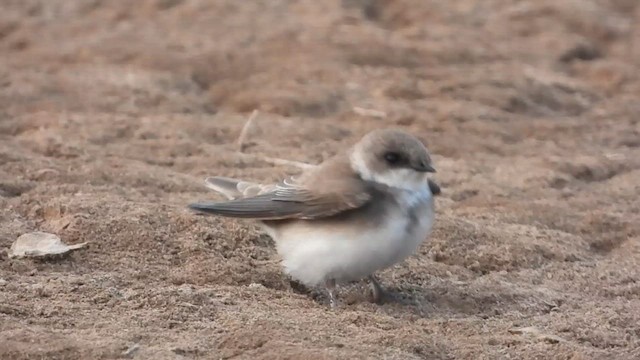 Pale Martin - ML613338080