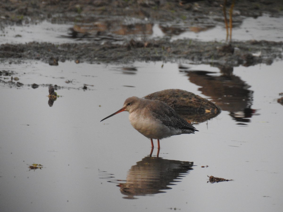 Spotted Redshank - ML613338108