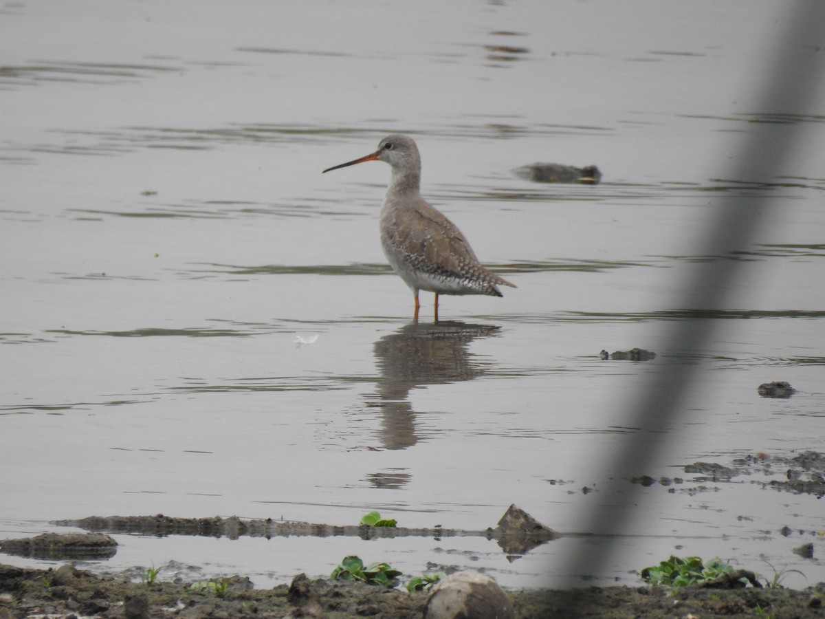 Spotted Redshank - ML613338120