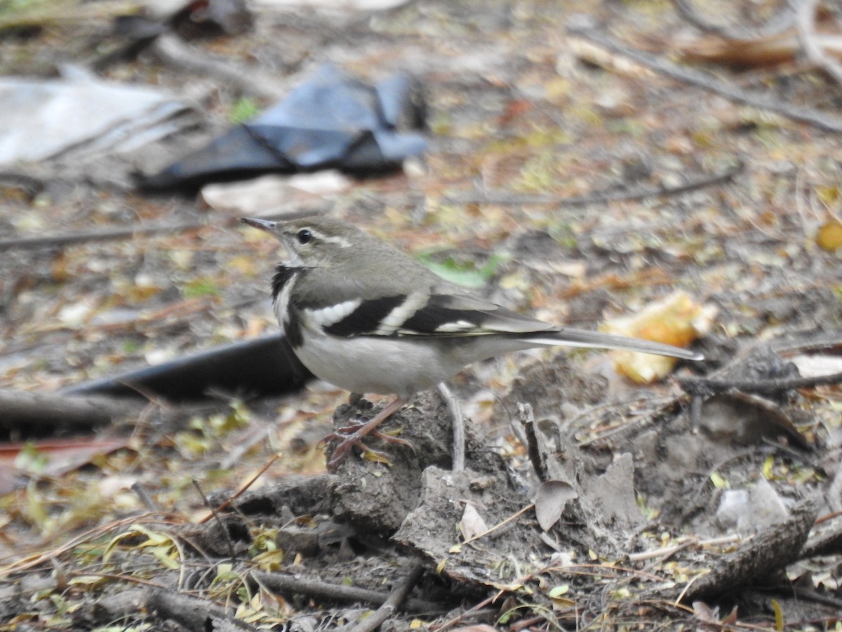 Forest Wagtail - ML613338137