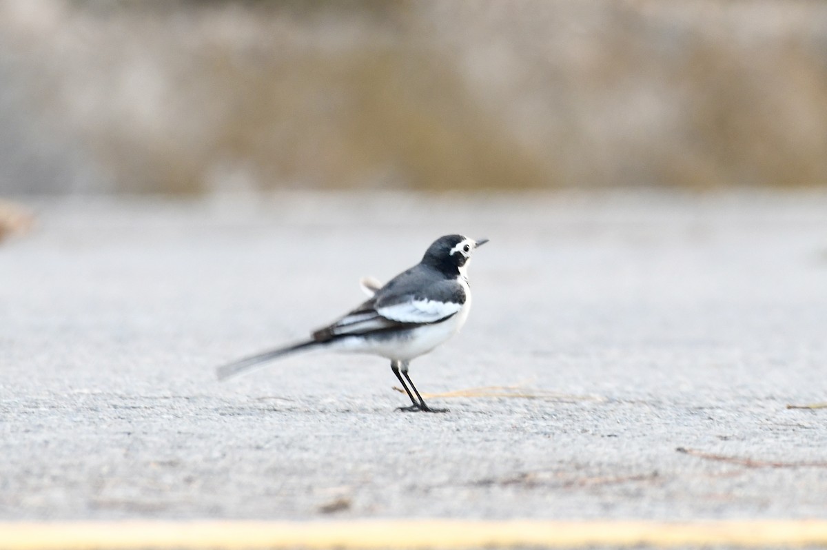 White Wagtail - ML613338147