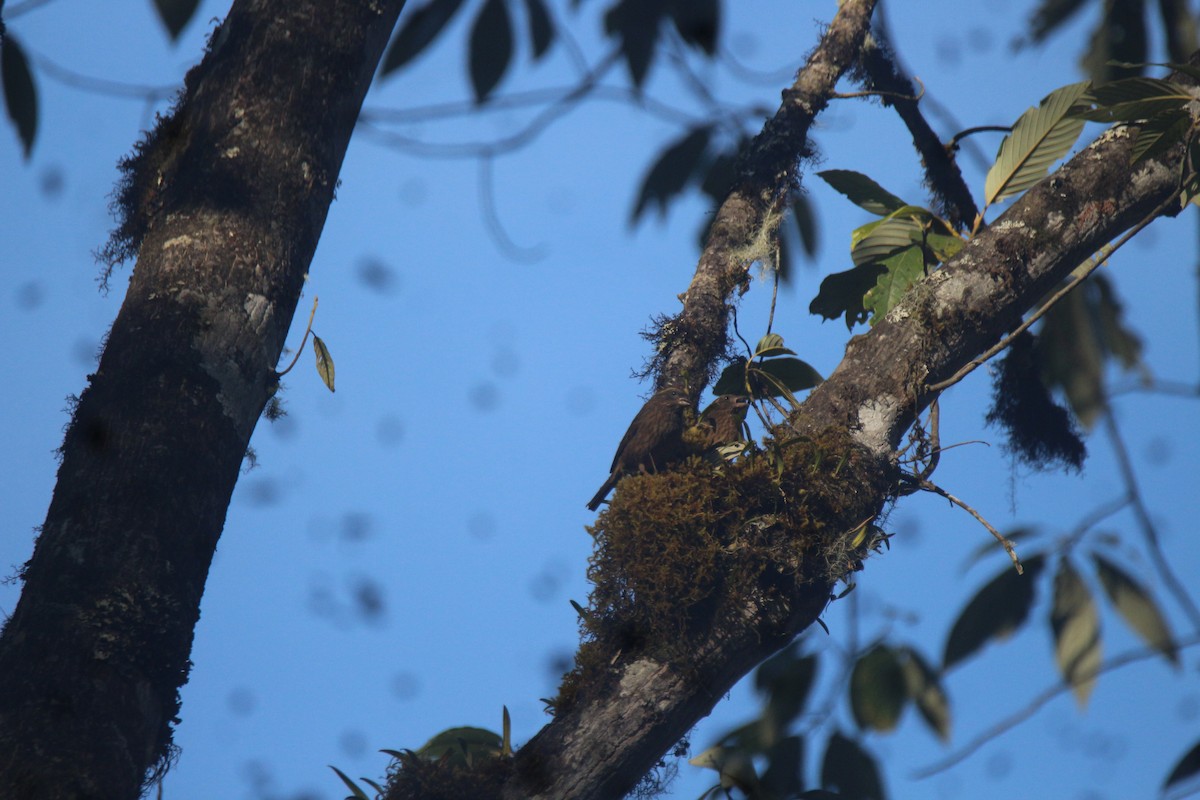 Dark-rumped Rosefinch - ML613338188