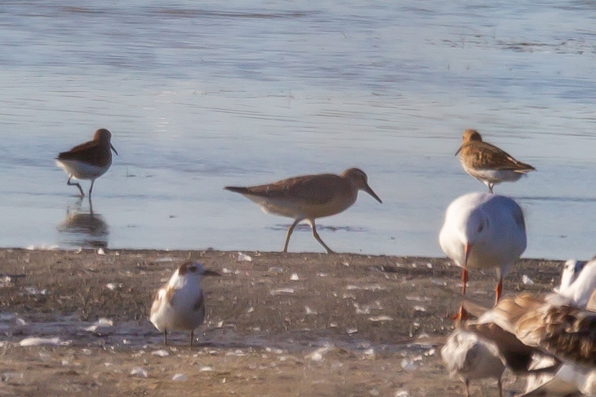 Red Knot - ML613338203