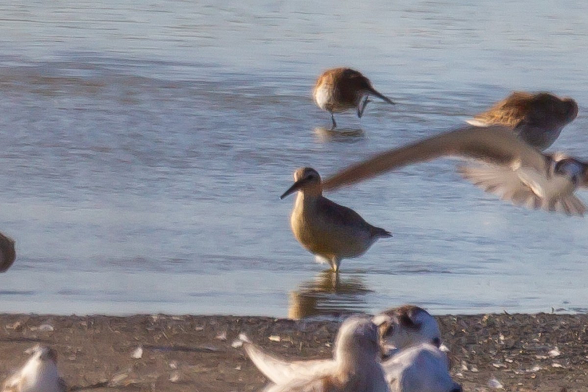 Red Knot - ML613338204