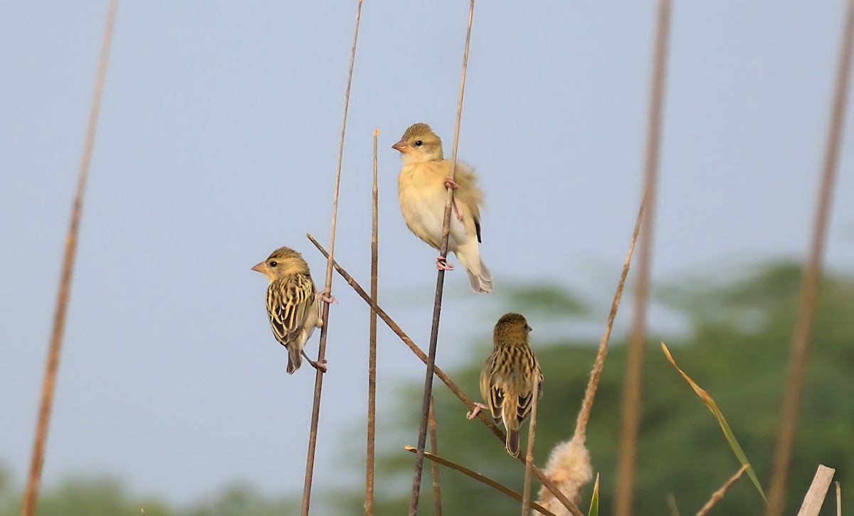 Baya Weaver - Jash Sadiwala