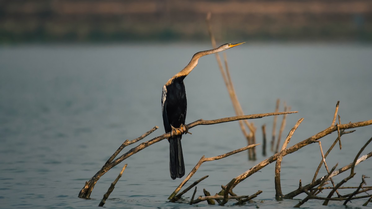 Oriental Darter - ML613338237