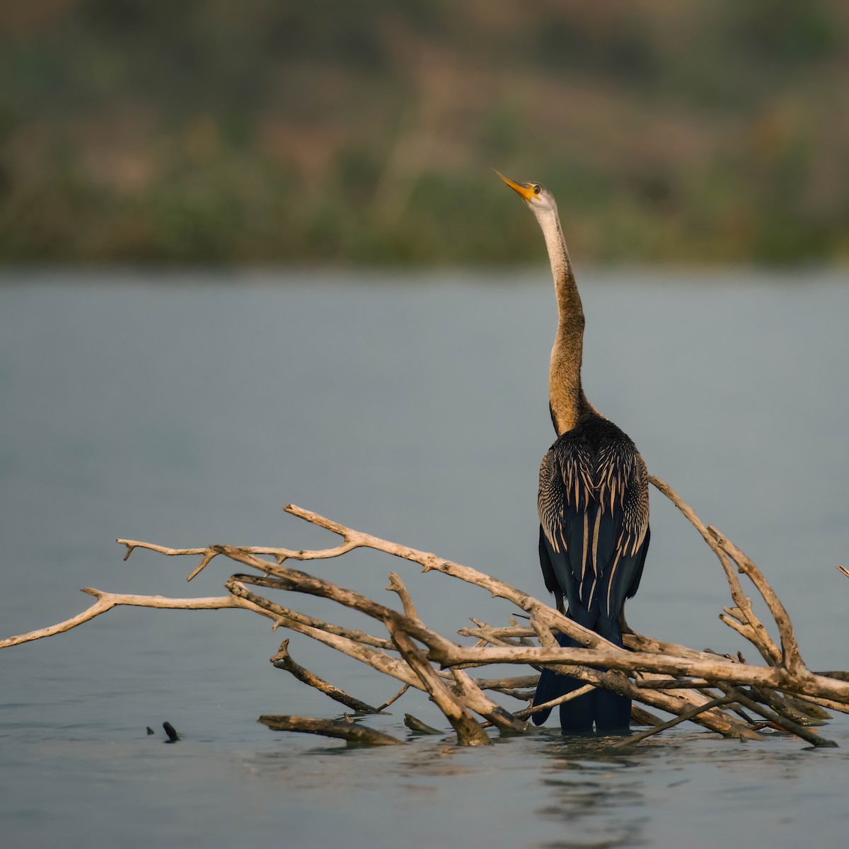 Oriental Darter - ML613338239