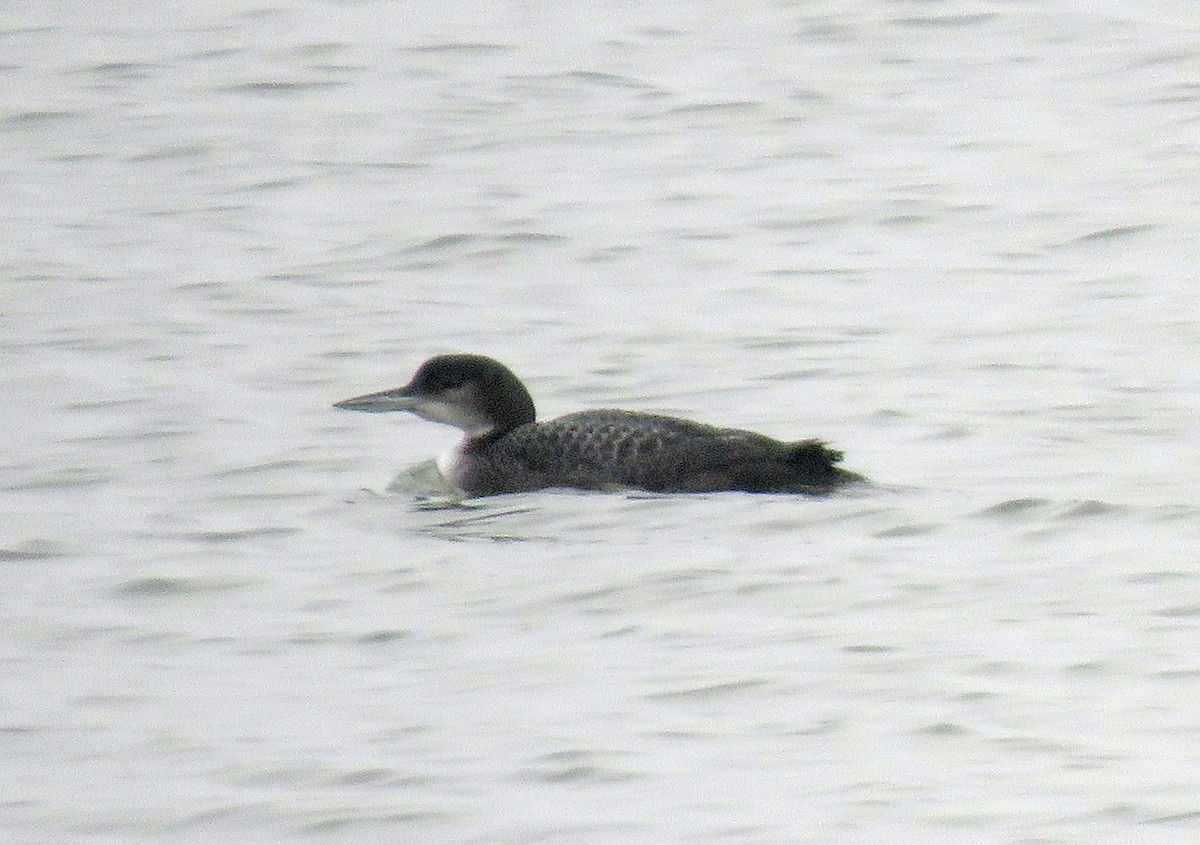 Common Loon - David Nickerson