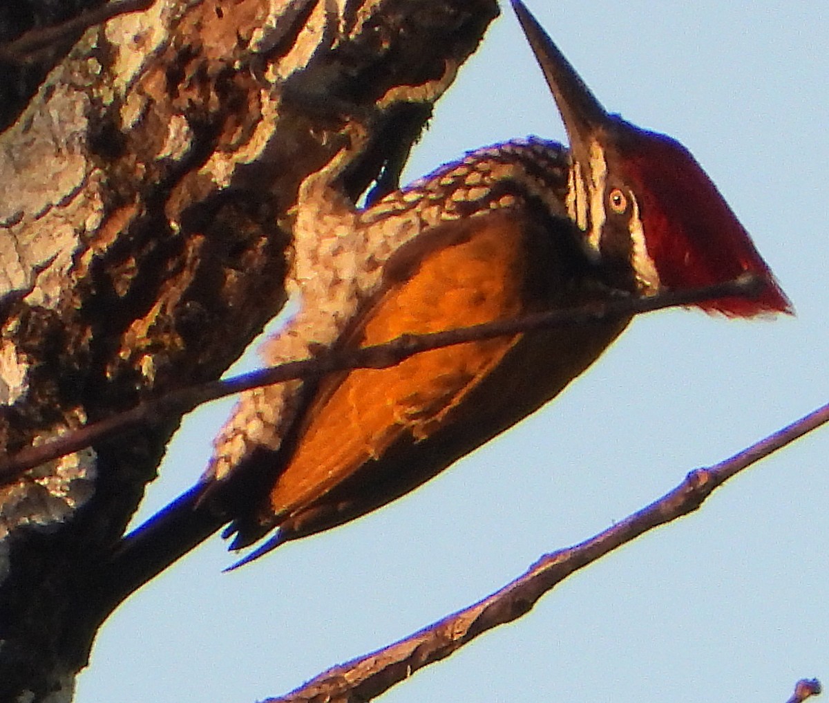 Greater Flameback - ML613338248