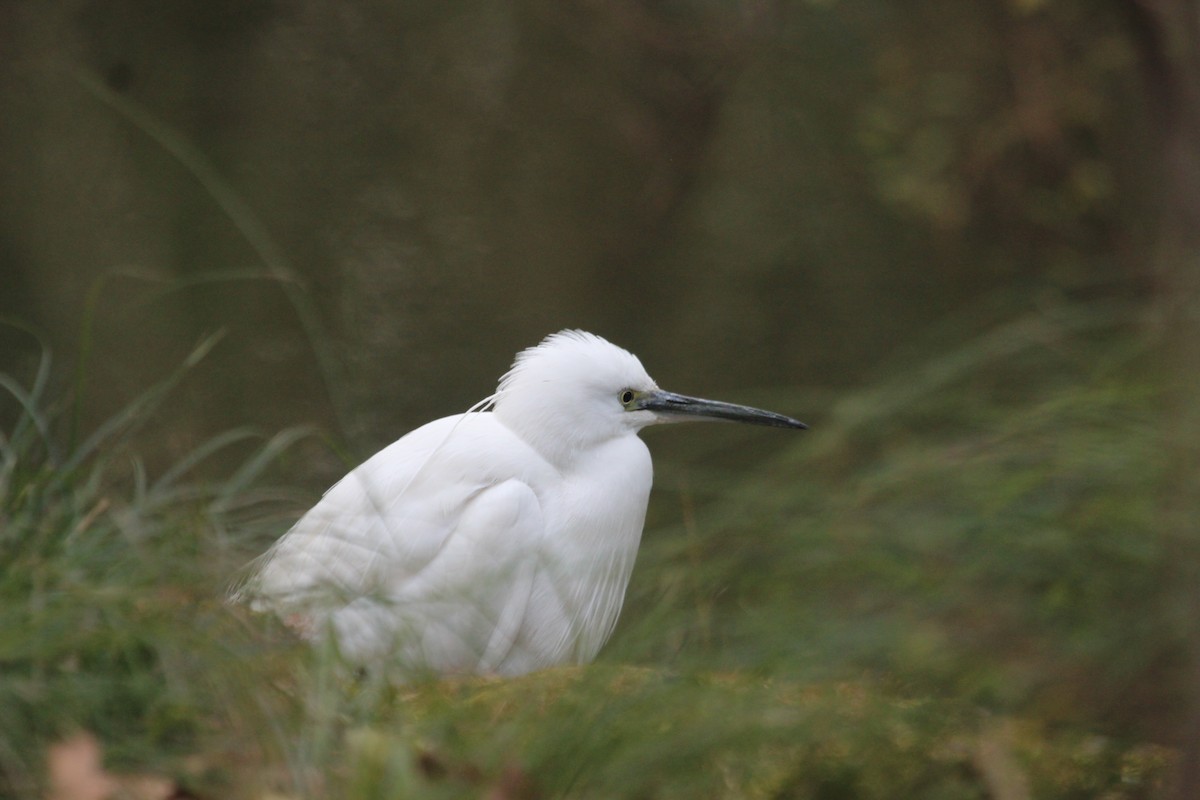 Little Egret (Western) - Kevin Cheng