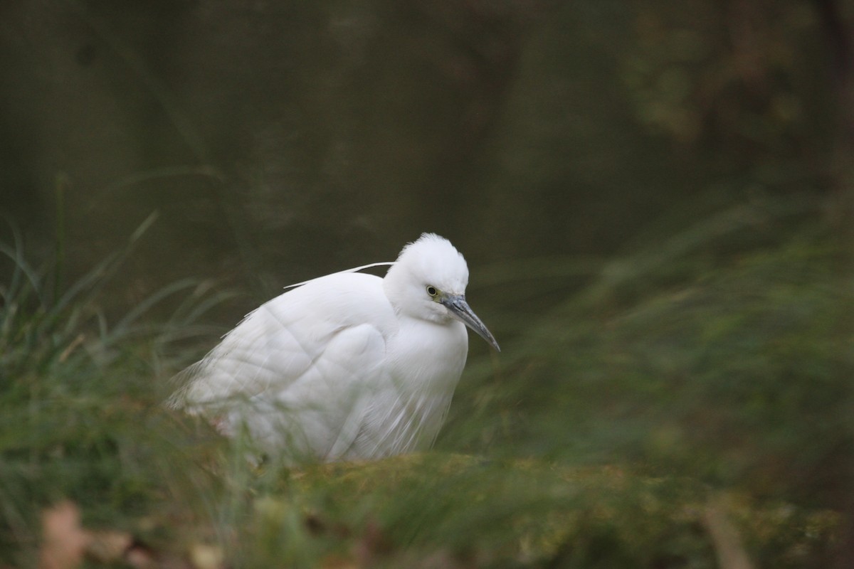 Little Egret (Western) - ML613338250