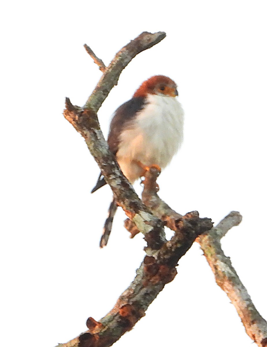 White-rumped Falcon - ML613338251