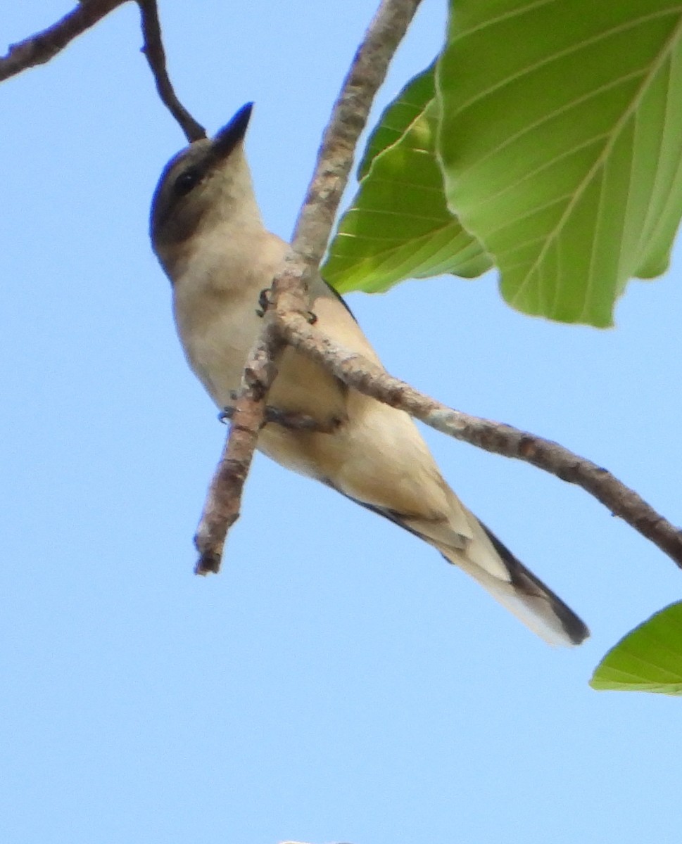 Brown-rumped Minivet - ML613338254