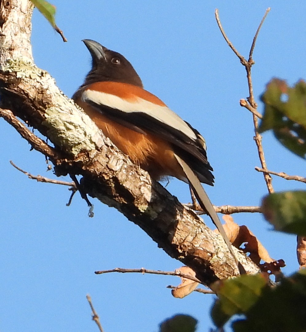 Rufous Treepie - ML613338256