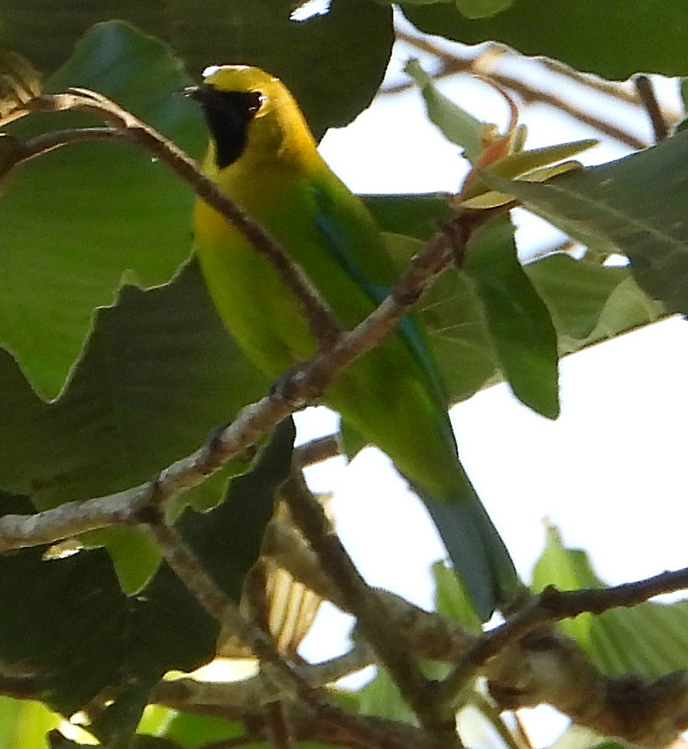 Blue-winged Leafbird - ML613338259