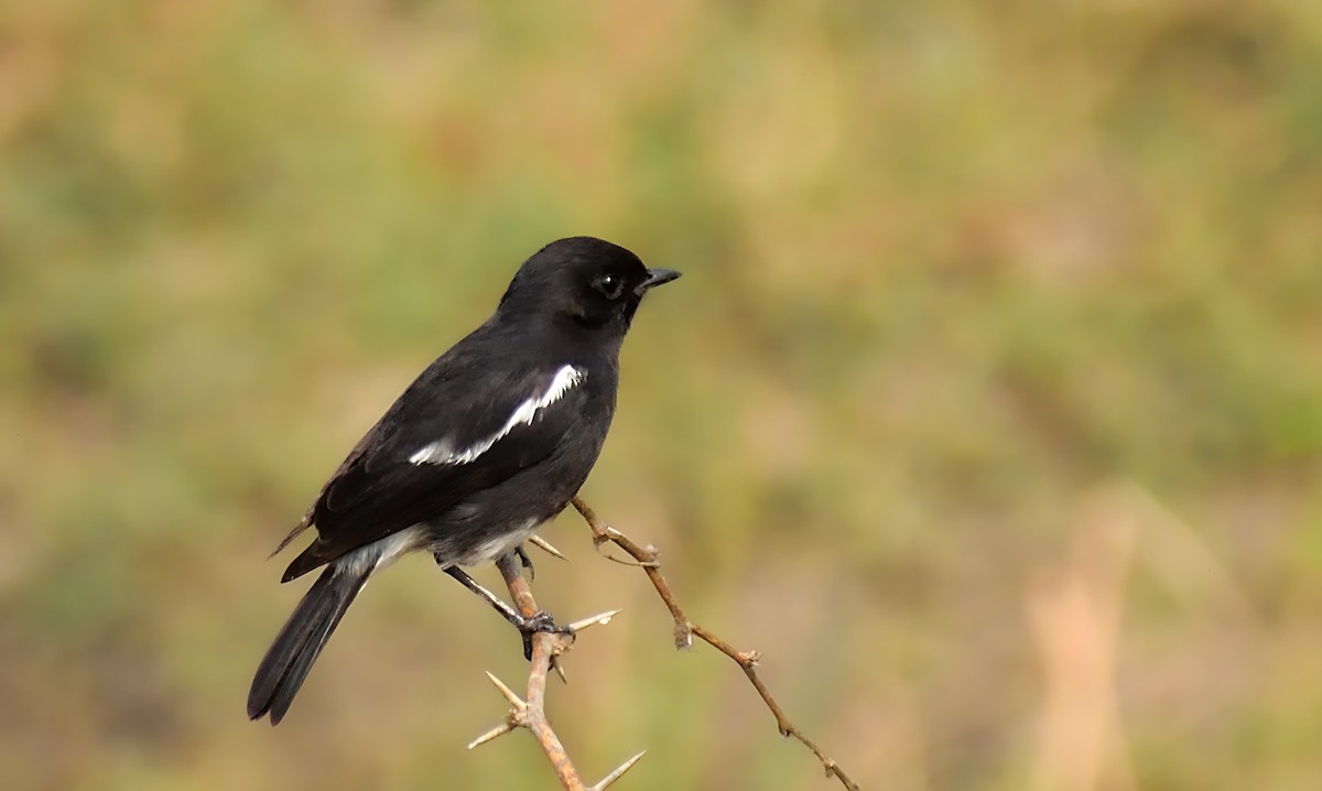 Pied Bushchat - ML613338285