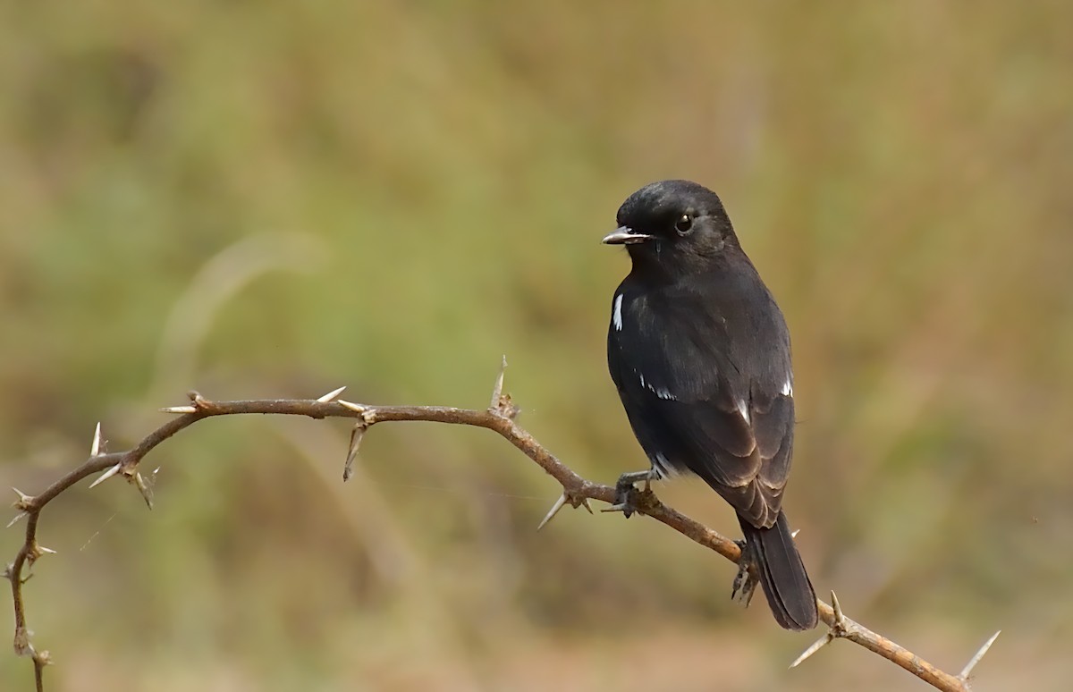 Pied Bushchat - Jash Sadiwala