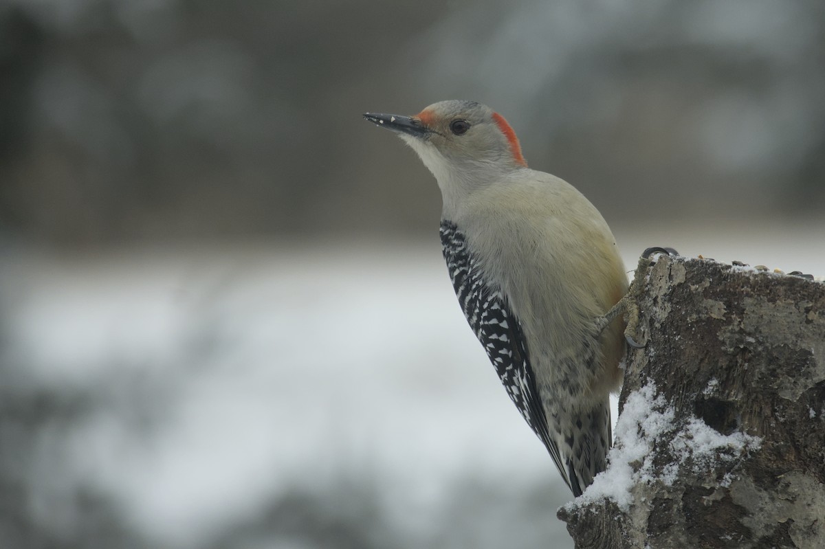 Red-bellied Woodpecker - ML613338307