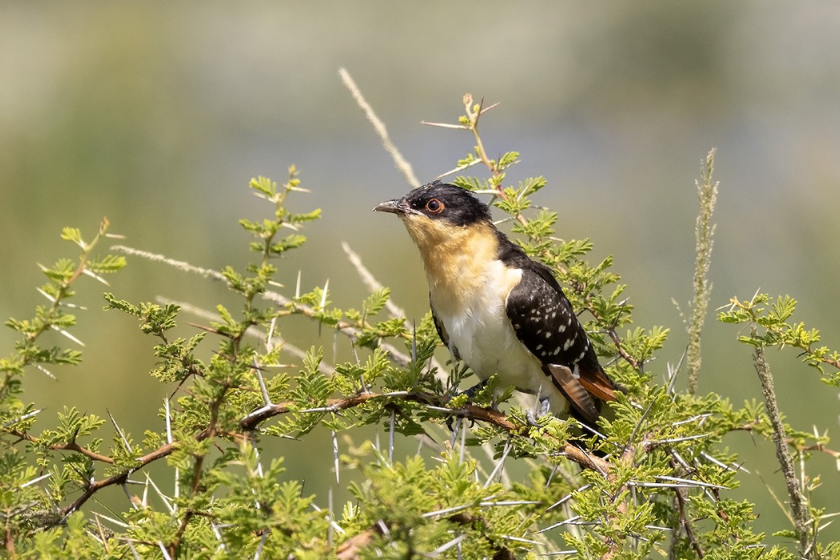 Great Spotted Cuckoo - ML613338338