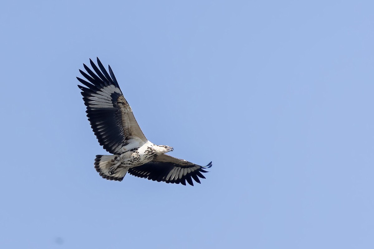 African Fish-Eagle - ML613338359