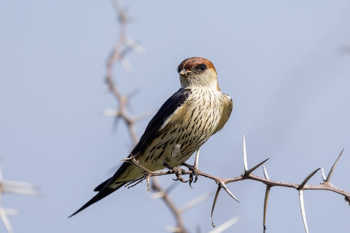 Greater Striped Swallow - ML613338365