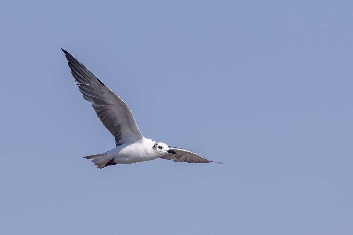 White-winged Tern - ML613338378