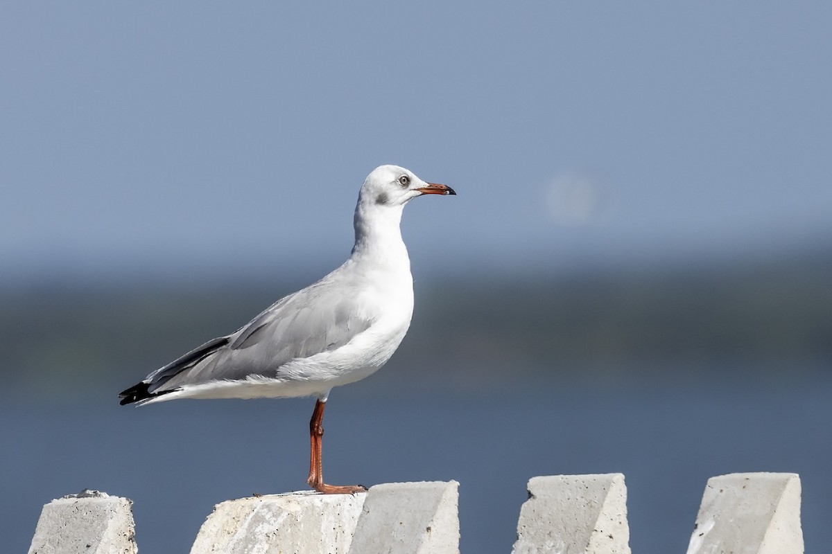 Mouette à tête grise - ML613338380