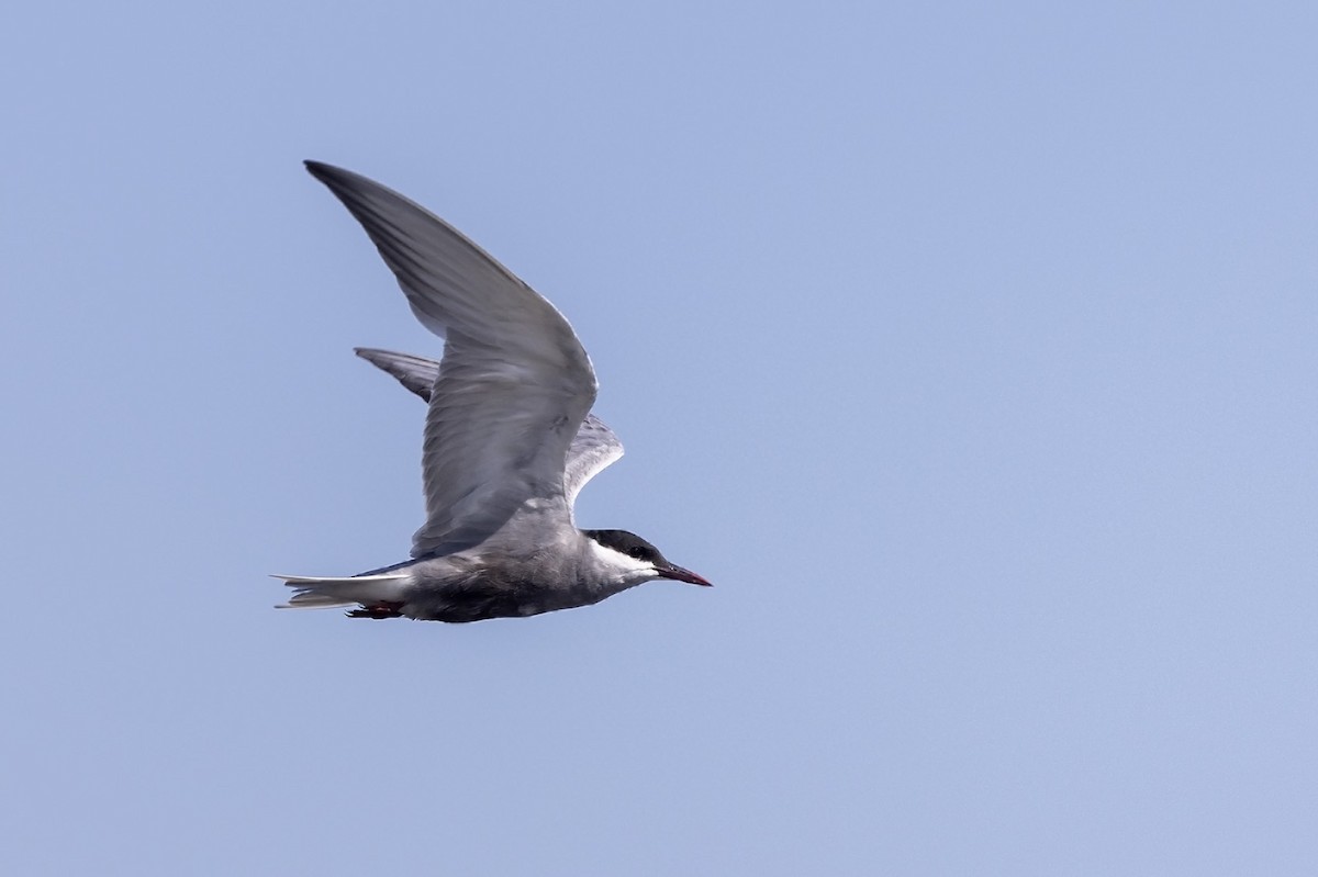 Whiskered Tern - ML613338381