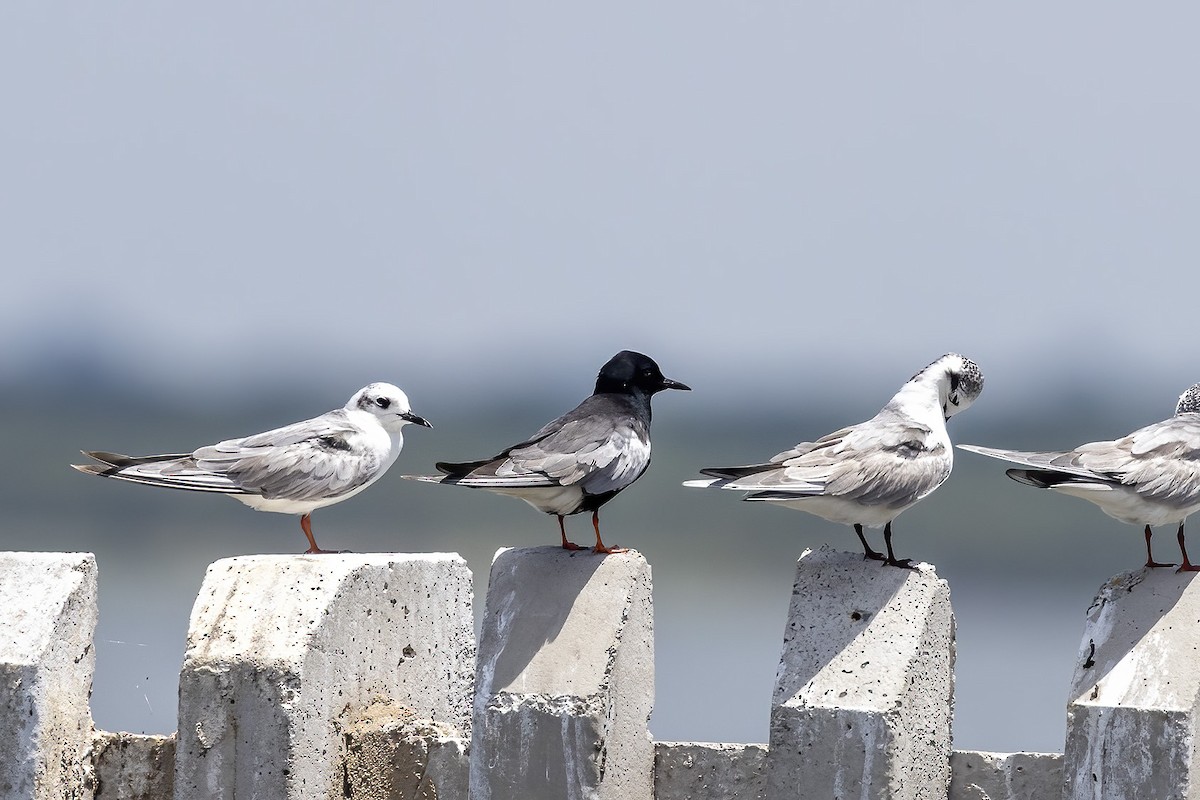 White-winged Tern - ML613338384