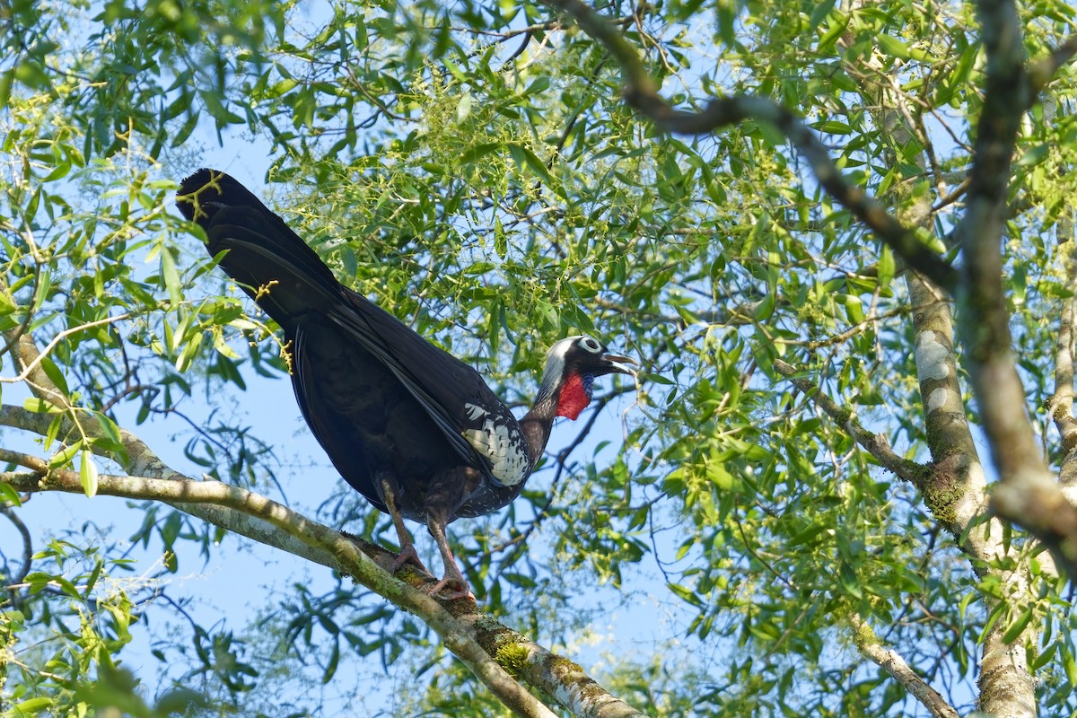 Black-fronted Piping-Guan - ML613338393