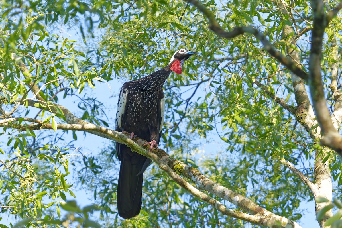 Black-fronted Piping-Guan - ML613338394