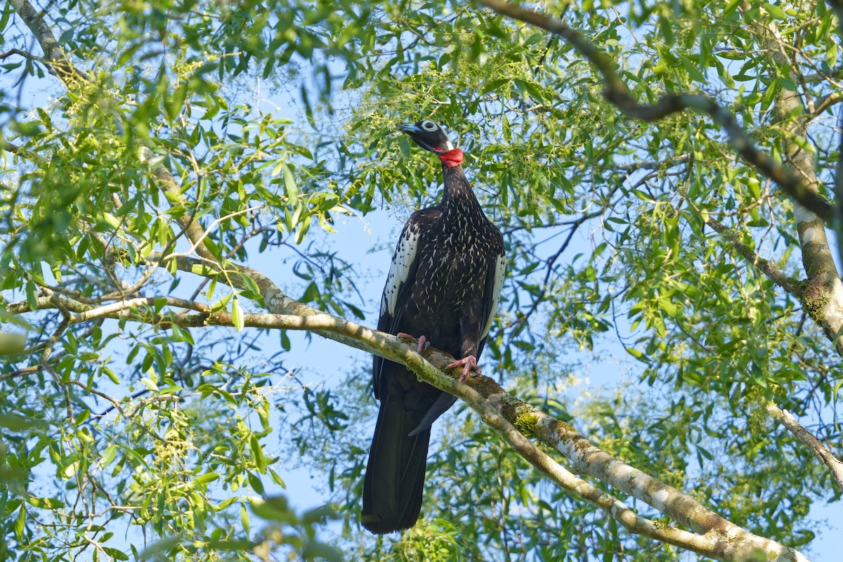 Black-fronted Piping-Guan - ML613338395