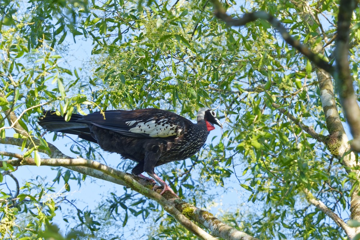 Black-fronted Piping-Guan - ML613338398