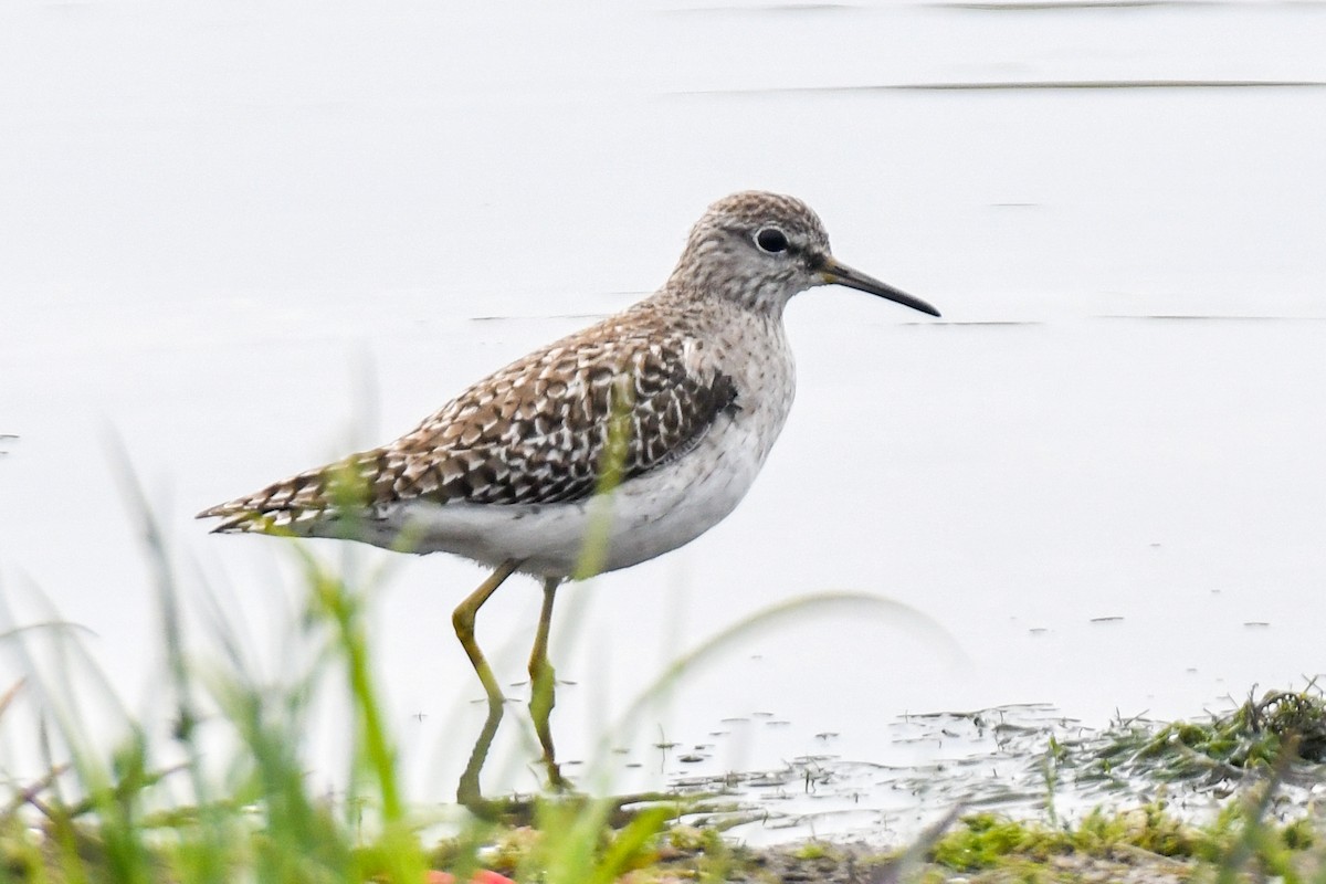 Wood Sandpiper - Garry Bhatti