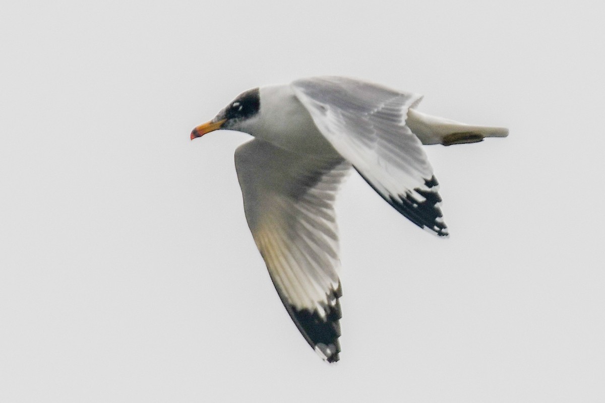 Pallas's Gull - ML613338422