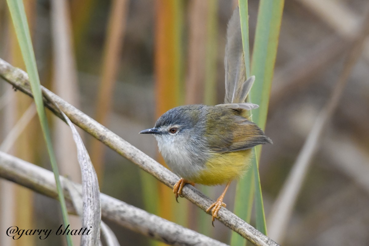 Prinia à ventre jaune - ML613338432