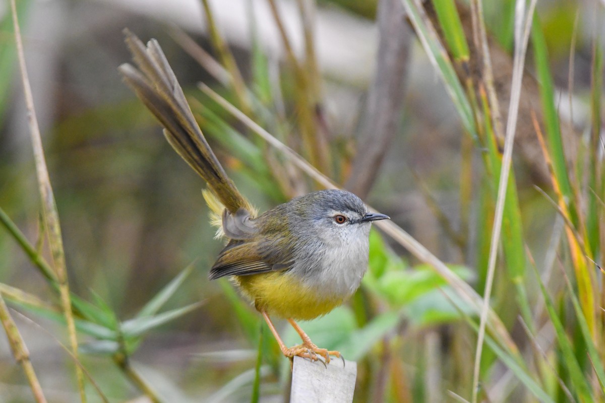 Prinia à ventre jaune - ML613338433