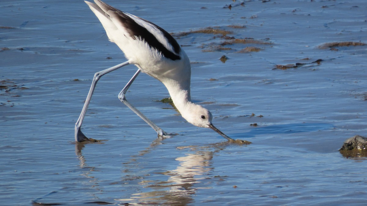 American Avocet - ML613338437