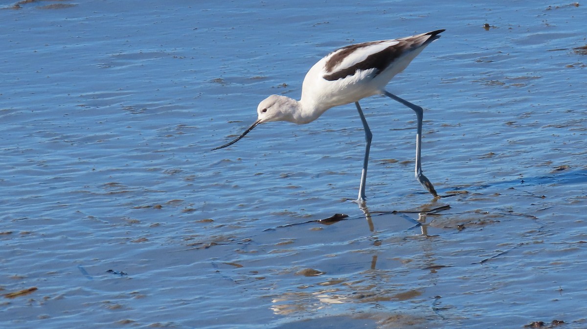 American Avocet - ML613338444