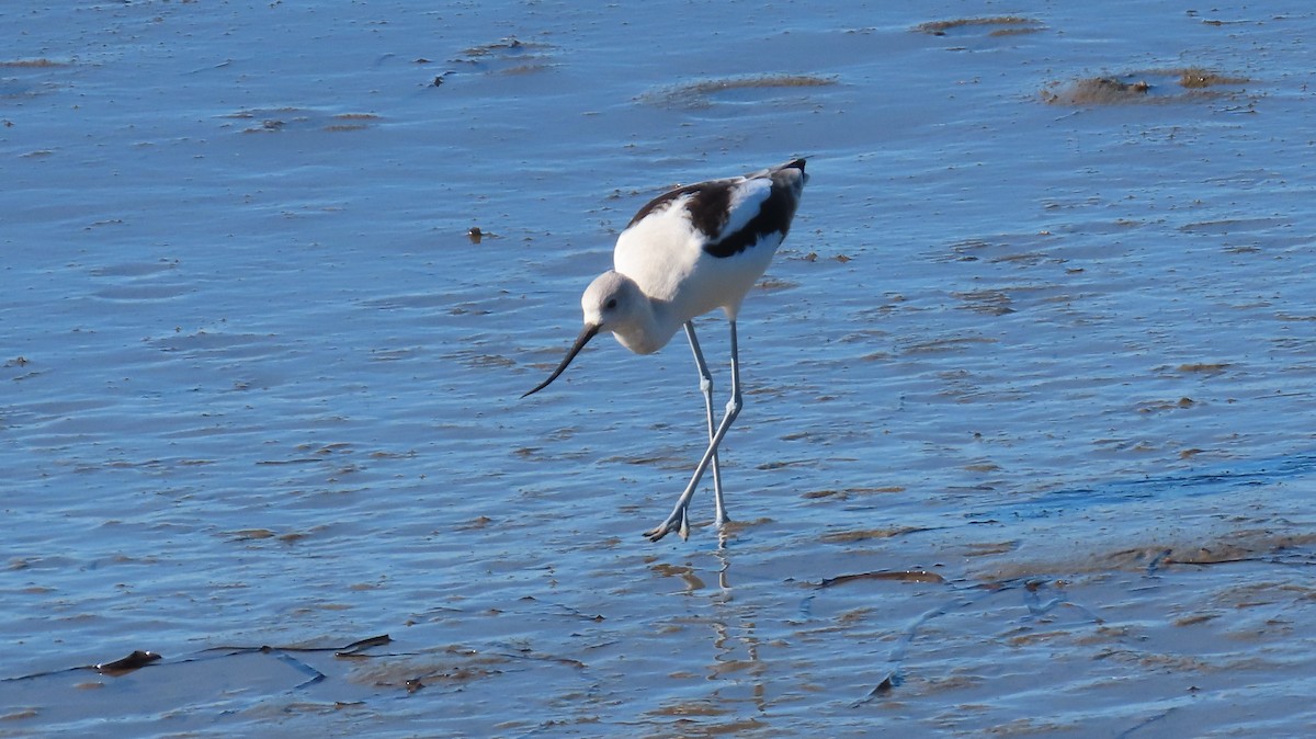 American Avocet - ML613338451