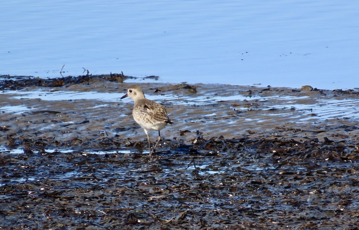 Black-bellied Plover - ML613338452