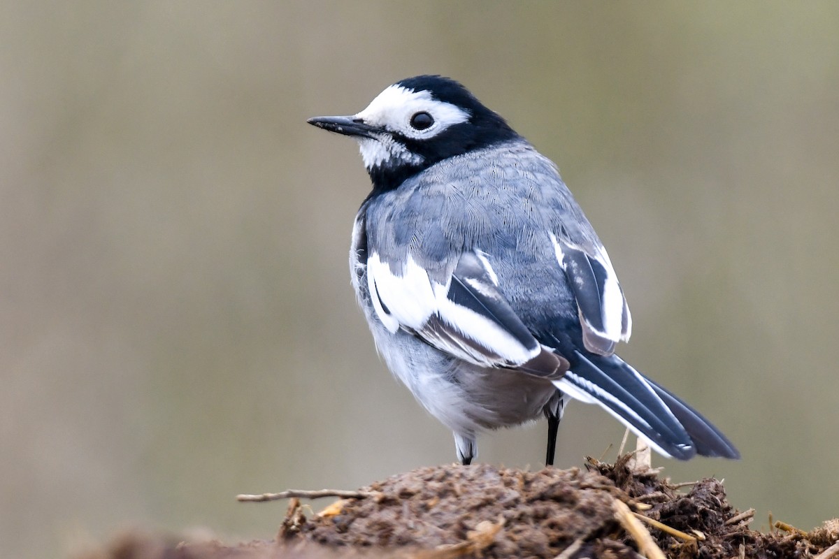 White Wagtail - ML613338453