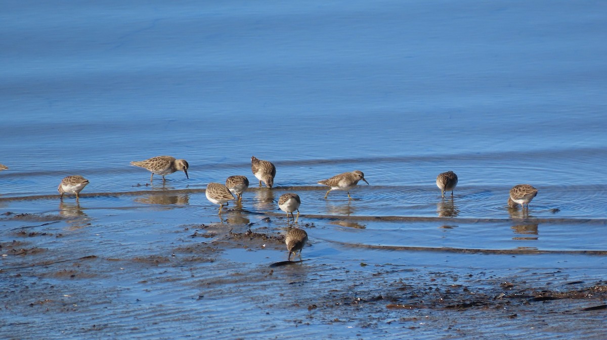 Least Sandpiper - ML613338462