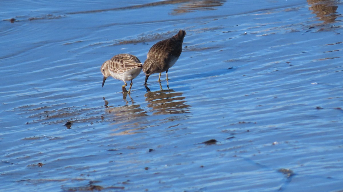 Least Sandpiper - ML613338470