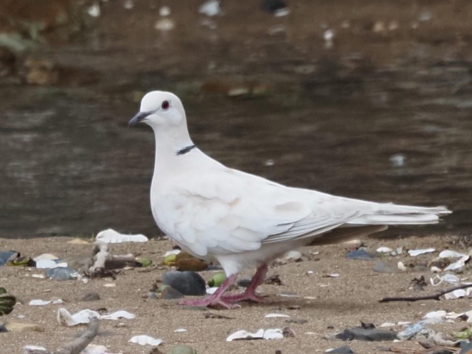 African Collared-Dove - ML613338613