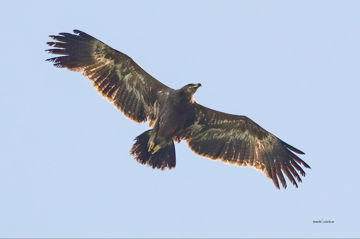 Steppe Eagle - ML613338651