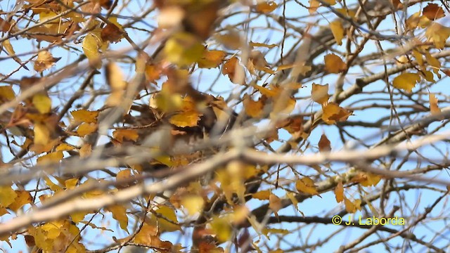 Eurasian Sparrowhawk - ML613338682